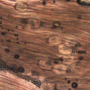 Case199_A.jpg Figure A