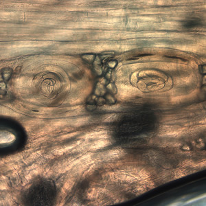 Case199_C.jpg Figure C