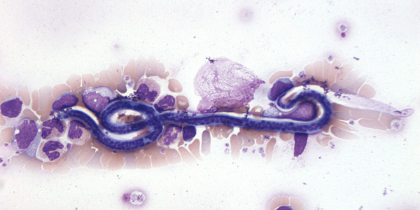 Case206_A.jpg Image A