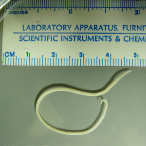 A woman found a worm in her laundry basket and contacted the health department in her state for assistance. She reported small children in the household, as well as dogs and cats. 