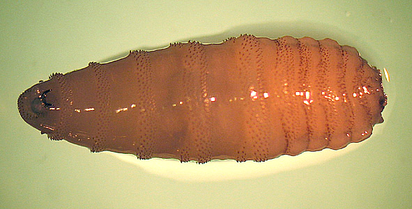 July - 2008 - Case #231 A 25-year-old man, who recently returned from a trip to Brazil, presented to his health care provider with a festering lesion on his forehead. The patient also complained of feeling things moving under his skin.