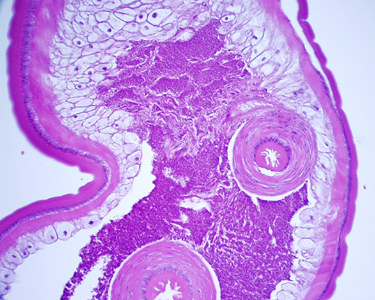 Case248_C.jpg Figure C