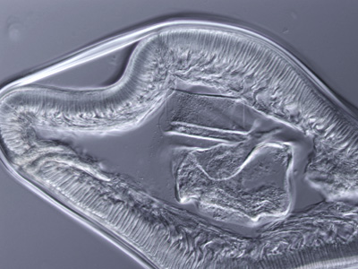 Case249_B.jpg Figure B