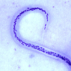 Figure C