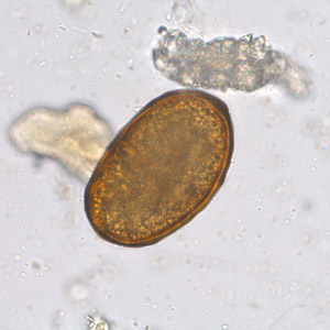 Case253_C.jpg Figure C