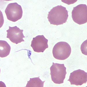 Case254_C.jpg Figure C