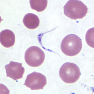 Case254_D.jpg Figure D