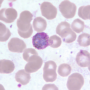 Case255_C.jpg Figure C