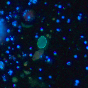 Case256_C.jpg Figure C