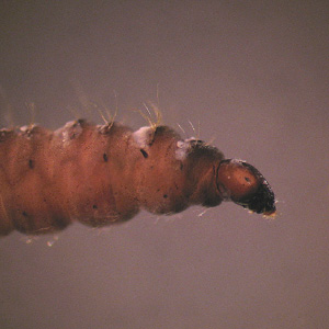 Case260_B.jpg Figure B