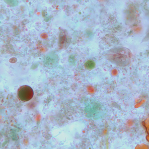 Case264_D.jpg Figure D