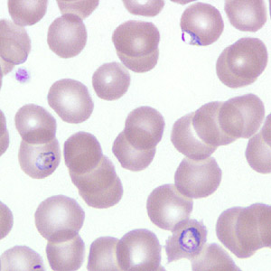 Case266_A.jpg Figure A