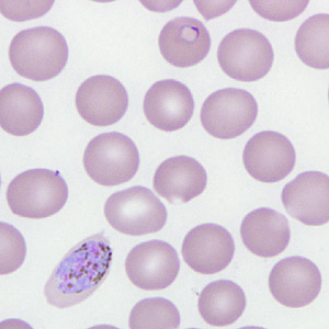 Case266_C.jpg Figure C