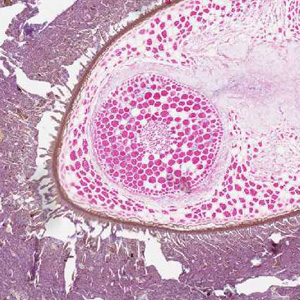 Case267_B.jpg Figure B