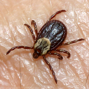 January - 2010 - Case #268 A woman residing in the eastern United States brought to her doctor a tick, which she claimed was removed from her husband after he had spent the weekend doing yard work.