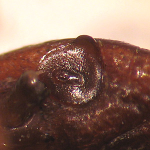 Case268_C.jpg Figure C