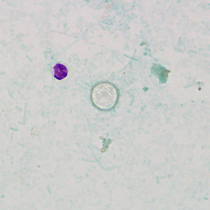 Case269_C.jpg Figure C