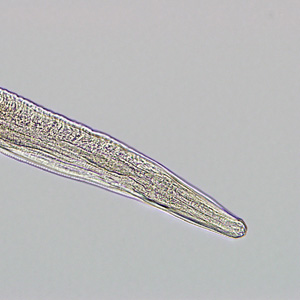 Case273_C.jpg Figure C