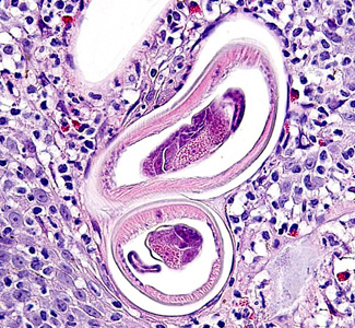 Case283_C.jpg Figure C