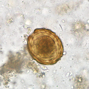 Case284_C.jpg Figure C