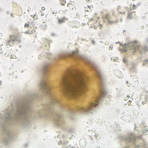 Case284_D.jpg Figure D