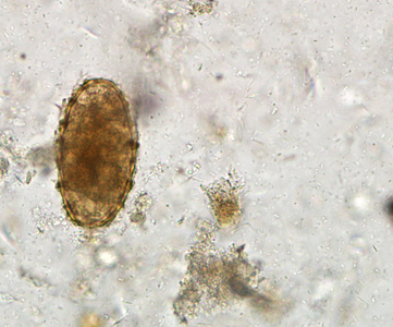 Case284_E.jpg Figure E