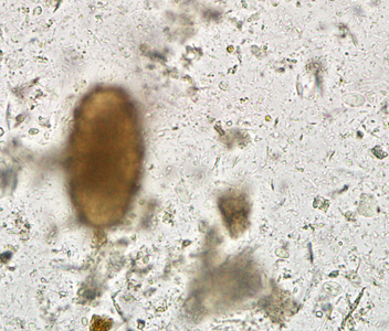 Case284_F.jpg Figure F