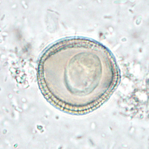 Case286_D.jpg Figure D