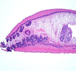 Case288_C.jpg Figure C