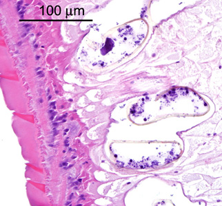 Case288_D.jpg Figure D