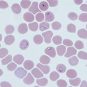 Case290_C.jpg Figure C