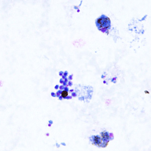 Case295_B.jpg Figure B