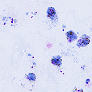 Case295_C.jpg Figure C