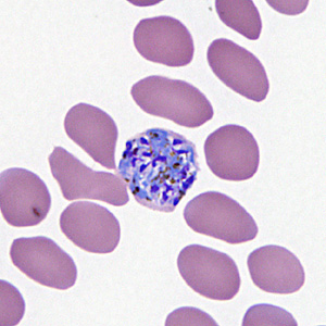 Case295_G.jpg Figure G