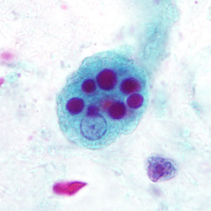 Case296_C.jpg Figure C