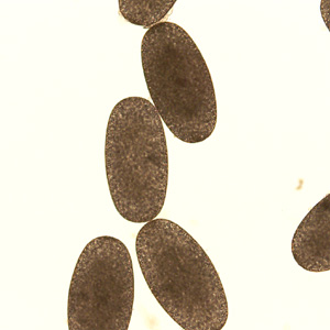 Case297_B.jpg Figure B