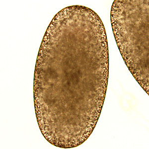 Case297_C.jpg Figure C