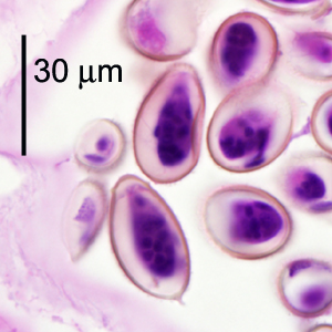 Case299_E.jpg Figure E