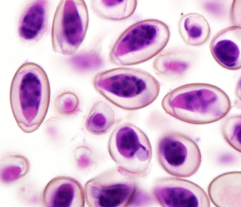 Case299_F.jpg Figure F