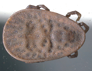 The DPDx Team received images from a hospital in the Netherlands for diagnostic assistance to identify an arthropod. The arthropods were presented to the hospital by a lady who found them under her mattress. 
