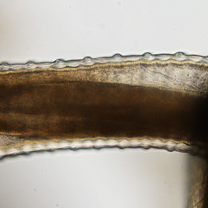 Case314_C.jpg Figure C