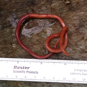 January - 2012 - Case #315 A 31-year-old man, originally from Ecuador, vomited what appeared to be a long worm-like object. The object measured 27 centimeters in length.