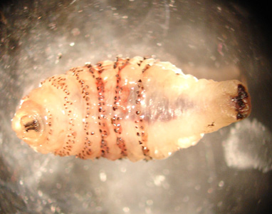 A 75-year-old man developed a lesion on his right forearm. The lesion developed approximately one month after returning from a trip to Costa Rica. 