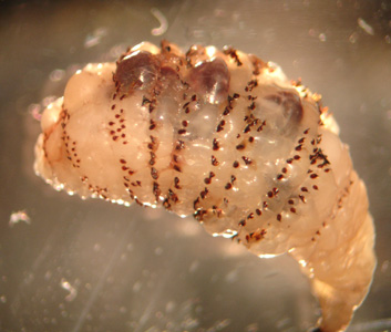 Case316_B.jpg Figure B