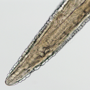 Case325_B.jpg Figure B