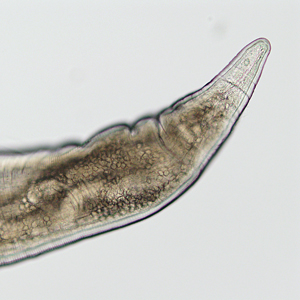 Case325_C.jpg Figure C