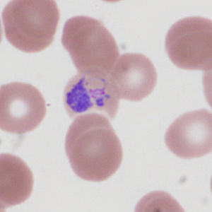 Case335_C.jpg Figure C