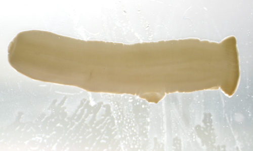 Case340_A.jpg Figure A