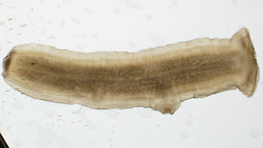 Case340_C.jpg Figure C