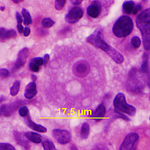 Case341_D.jpg Figure D